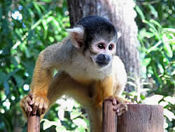 Bush Babies Monkey Sanctuary at Hartbeespoort Dam